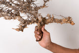 TN93コミフォラ エイル Commiphora sp. 'Eyl'