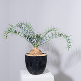 26 エンセファラルトス・ホリダス