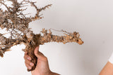 TN93コミフォラ エイル Commiphora sp. 'Eyl'