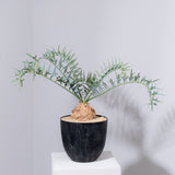 26 エンセファラルトス・ホリダス