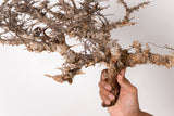 TN93コミフォラ エイル Commiphora sp. 'Eyl'