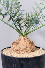 26 エンセファラルトス・ホリダス