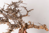 TN93コミフォラ エイル Commiphora sp. 'Eyl'