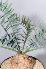 26 エンセファラルトス・ホリダス