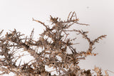 TN93コミフォラ エイル Commiphora sp. 'Eyl'