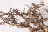 TN93コミフォラ エイル Commiphora sp. 'Eyl'