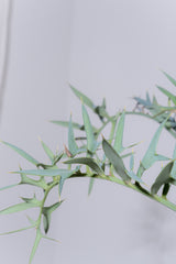 26 エンセファラルトス・ホリダス