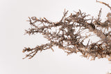 TN93コミフォラ エイル Commiphora sp. 'Eyl'