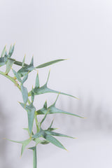 26 エンセファラルトス・ホリダス