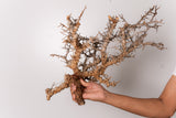 TN93コミフォラ エイル Commiphora sp. 'Eyl'