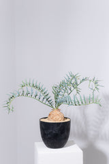 26 エンセファラルトス・ホリダス