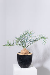 26 エンセファラルトス・ホリダス