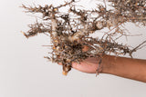 TN94コミフォラ エイル Commiphora sp. 'Eyl'