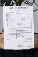 26 エンセファラルトス・ホリダス