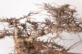 TN94コミフォラ エイル Commiphora sp. 'Eyl'