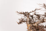 TN94コミフォラ エイル Commiphora sp. 'Eyl'