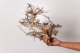 TN94コミフォラ エイル Commiphora sp. 'Eyl'
