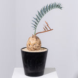 24 エンセファラルトス・ホリダス