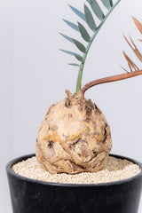 24 エンセファラルトス・ホリダス