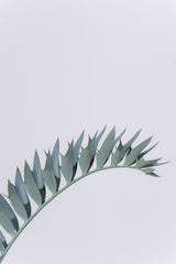 24 エンセファラルトス・ホリダス