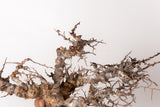 TN95コミフォラ エイル Commiphora sp. 'Eyl'