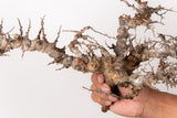TN95コミフォラ エイル Commiphora sp. 'Eyl'