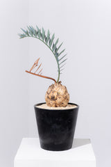 24 エンセファラルトス・ホリダス