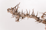 TN95コミフォラ エイル Commiphora sp. 'Eyl'
