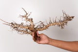 TN95コミフォラ エイル Commiphora sp. 'Eyl'