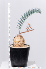 24 エンセファラルトス・ホリダス