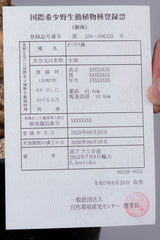 24 エンセファラルトス・ホリダス