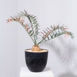 21 エンセファラルトス・ホリダス