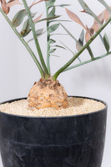 21 エンセファラルトス・ホリダス