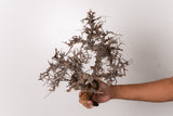 TN96コミフォラ エイル Commiphora sp. 'Eyl'