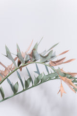 21 エンセファラルトス・ホリダス