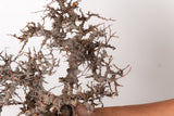 TN96コミフォラ エイル Commiphora sp. 'Eyl'
