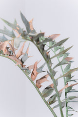 21 エンセファラルトス・ホリダス