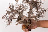 TN96コミフォラ エイル Commiphora sp. 'Eyl'