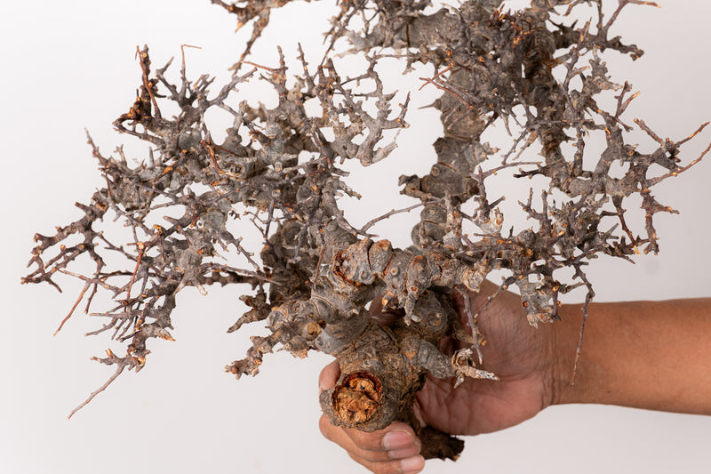 TN96コミフォラ エイル Commiphora sp. 'Eyl' – KOMO