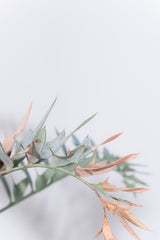 21 エンセファラルトス・ホリダス