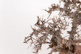 TN96コミフォラ エイル Commiphora sp. 'Eyl'
