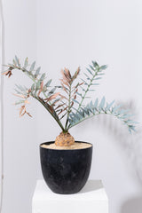 21 エンセファラルトス・ホリダス