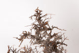 TN96コミフォラ エイル Commiphora sp. 'Eyl'