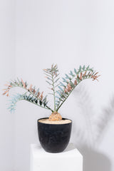 21 エンセファラルトス・ホリダス