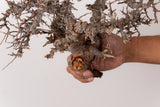 TN96コミフォラ エイル Commiphora sp. 'Eyl'