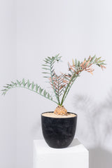 21 エンセファラルトス・ホリダス