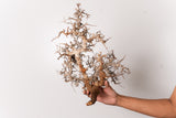 TN96コミフォラ エイル Commiphora sp. 'Eyl'