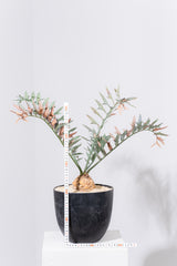 21 エンセファラルトス・ホリダス