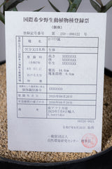 21 エンセファラルトス・ホリダス