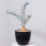 12 エンセファラルトス・ホリダス